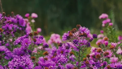 Humming-bird Hawk-moth feeding on flowers Stock Footage 80681406