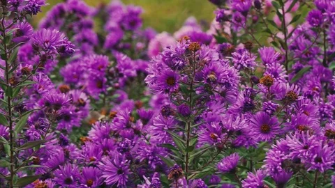 Humming-bird Hawk-moth feeding on flowers Stock Footage 80681410