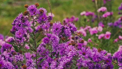Humming-bird Hawk-moth feeding on flowers Stock Footage 80681413