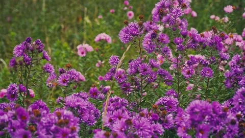 Humming-bird Hawk-moth feeding on flowers Stock Footage 80681430