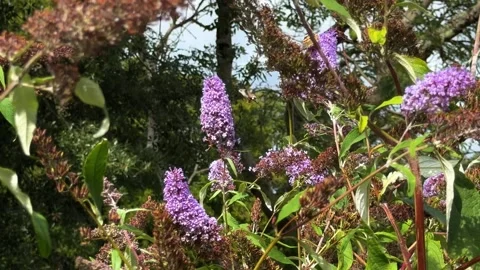 A Humming-bird Hawk moth feeding from a Buddliea Plant with butterflies around Stock-Footage 345234158