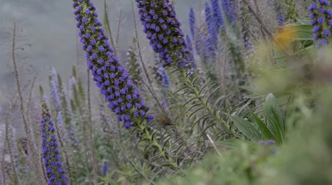 Humming Bird Hawk Moth Pollinating Wild Purple Flower Pride Madeira Hummingbird Stock Footage 35324837