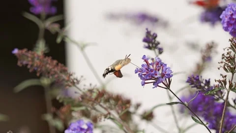 Humming-bird hawk moth pollinating buddleia flowers 스톡 동영상 282455712