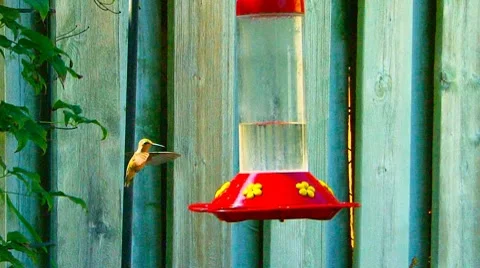 Humming Bird Hovering Around Feeder Stock Footage 8577811