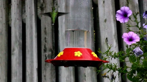 Humming Bird Hovering Stock Footage 8575568