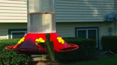 Humming Bird Hovering Stock Footage 8594071