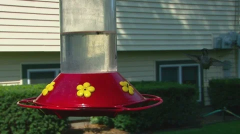 Humming Bird Hovering Stock Footage 8600342