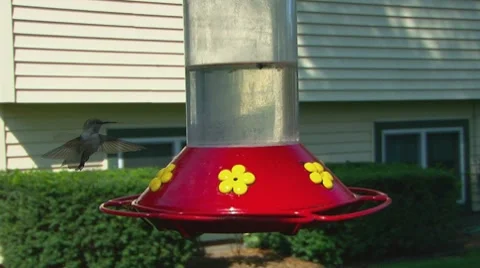 Humming Bird Hovering Stock Footage 8600390