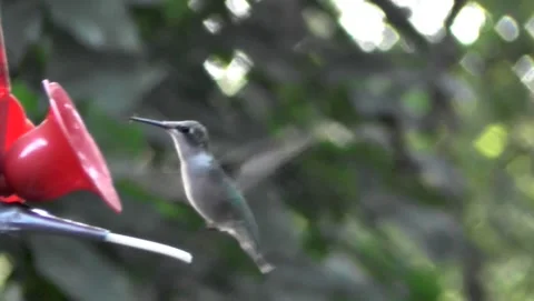 Humming Bird Hovers-Feeds 3 Nozzles Stock Footage 199108901