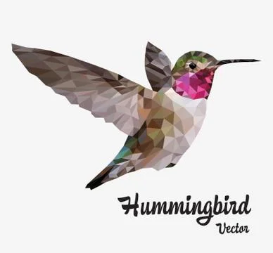 Humming Bird Stock Illustration