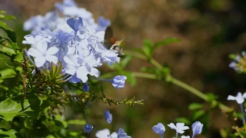 Humming-bird moth Stock Footage 144131809