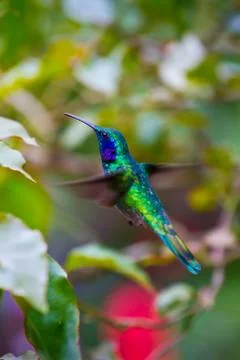 Humming bird Stock Photos