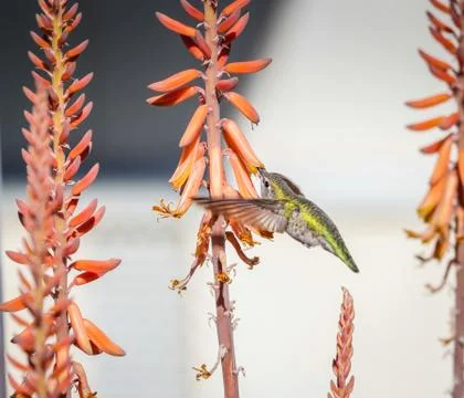 Humming Bird Stock Photos