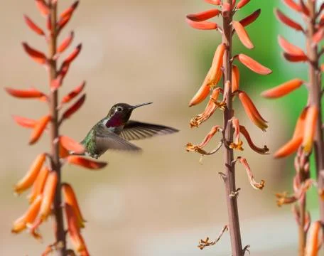 Humming Bird Stock Photos