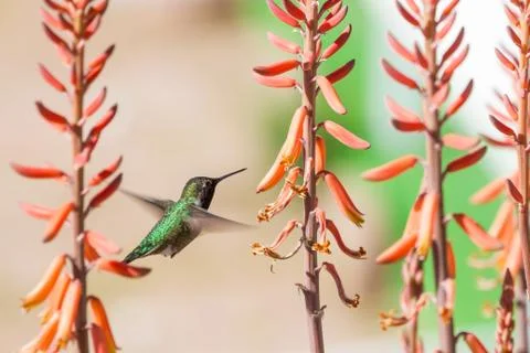 Humming Bird Stock Photos