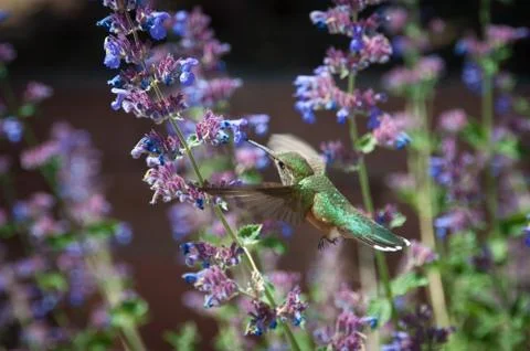 Humming bird Stock Photos