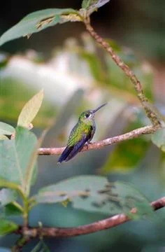Humming bird Stock Photos
