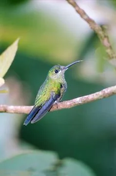 Humming bird Foto stock