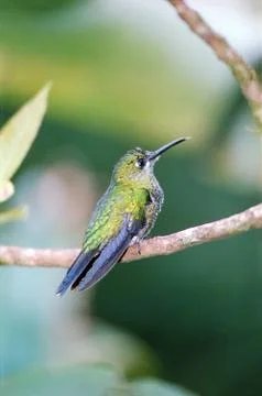 Humming bird Stock Photos