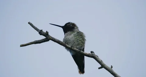 Humming bird seen at Griffith Park in Los Angeles, California Stock Footage 115960017
