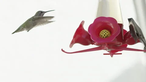 Humming Bird In Super Slow Motion 4k Stock Footage 67865730