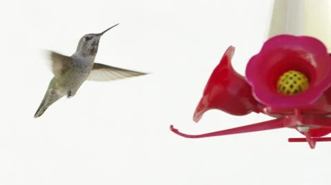 Humming Bird In Super Slow Motion 4k Stock Footage 67865737