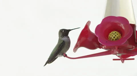 Humming Bird In Super Slow Motion 4k Stock Footage 67865974