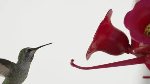 Humming Bird In Super Slow Motion 4k Stock Footage 67869803