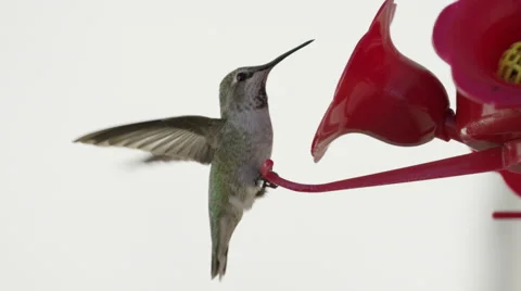Humming Bird In Super Slow Motion 4k Stock Footage 67870544