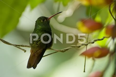 Humming bird suspended in mid-air Stock Photos