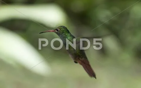 Humming bird suspended in mid-air Stock Photos
