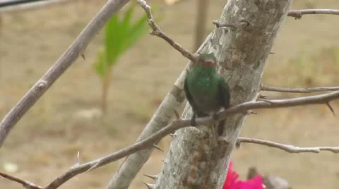 Humming-Bird (tounge) Stock Footage 22305101