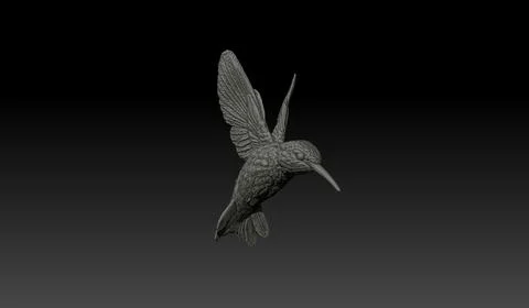 Humming Bird (Trochilidae) 3D Model
