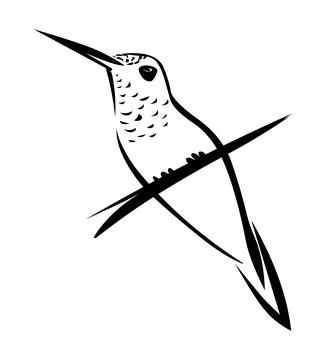 Humming bird vector black line drawing Stock Illustration