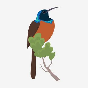 Humming bird vector Illustrazione stock
