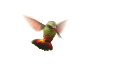 Humming bird on white background Stock Footage 43863348