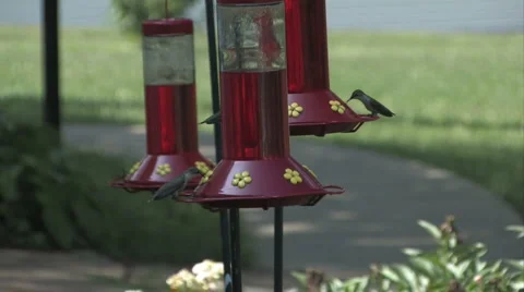 Humming Birds 2 Stock Footage 976387