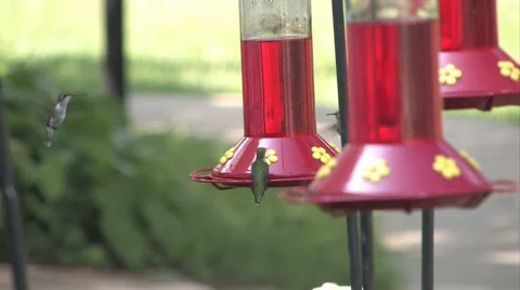 Humming Birds 3 Stock-Footage 976385