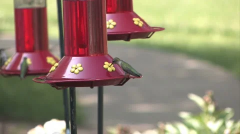 Humming Birds 4 Stock Footage 976406