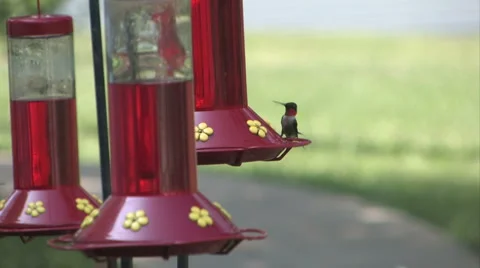 Humming Birds 5 Stock Footage 976384