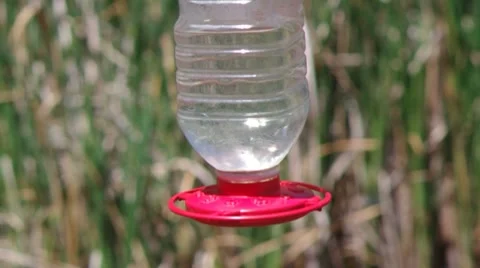 Humming Birds Drinking Stock Footage 8690040