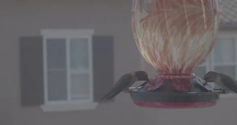 Humming Birds Feeder Vidéo 331666035