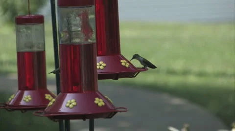 Humming Birds Stock Footage 976405