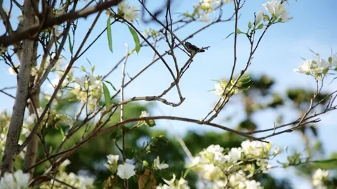 Humming Birds Stock Footage 75323171