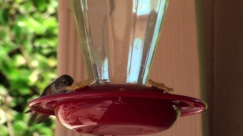 Humming Birds - Slow Motion Stock Footage 92473589