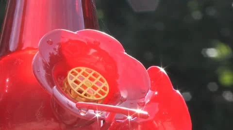 Humming Feeder2 Stock Footage 8907888