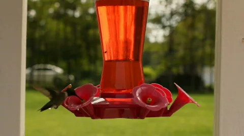 Hummingbird 01 Stock Footage 810218