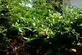 Hummingbird 01 Slow Motion 240fps High Speed Footage