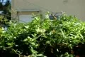 Hummingbird 02 Slow Motion 240fps High Speed Footage