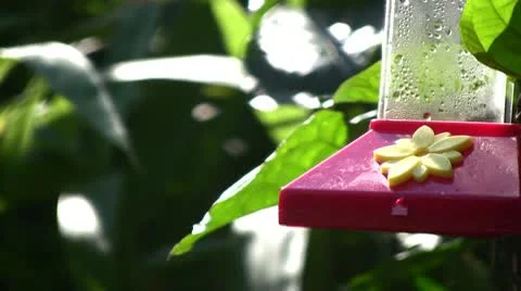 Hummingbird 05 Stock Footage 10790825
